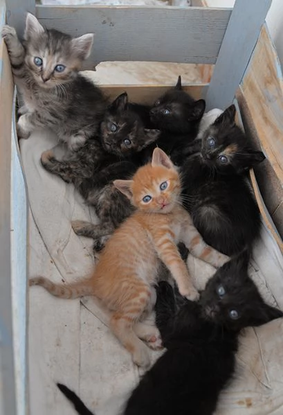 Bellissimi gattini in adozione | Foto 4