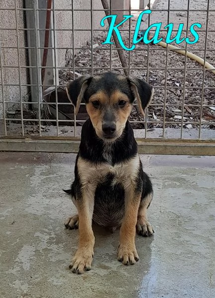 Bellissimi cuccioli taglia piccola in adozione