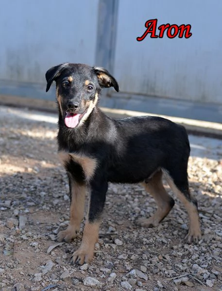 Bellissimi cuccioli taglia piccola in adozione | Foto 4