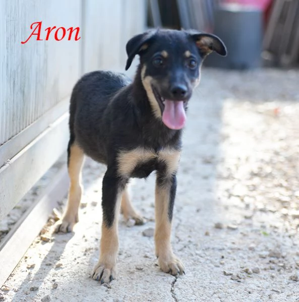 Bellissimi cuccioli taglia piccola in adozione | Foto 3