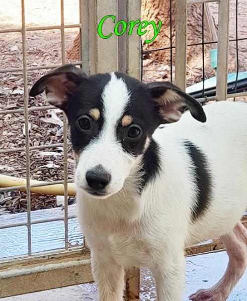 Bellissimi cuccioli taglia piccola in adozione | Foto 2