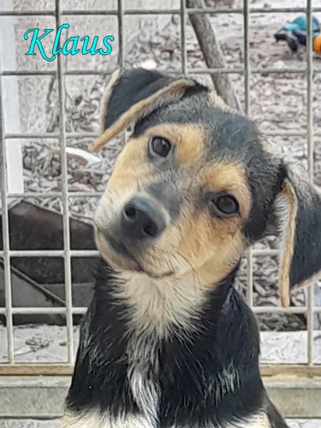 Bellissimi cuccioli taglia piccola in adozione | Foto 1