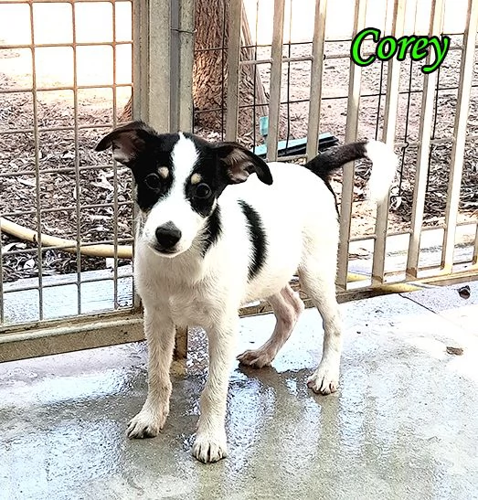 Bellissimi cuccioli taglia piccola in adozione | Foto 0