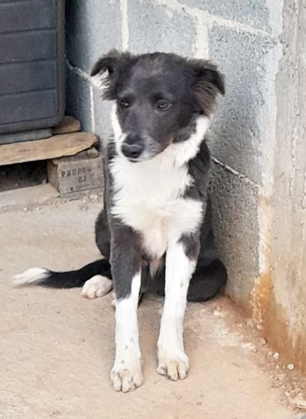 Dylan dolcissimo cucciolo in adozione | Foto 5