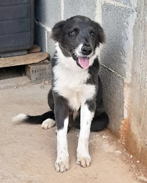 Dylan dolcissimo cucciolo in adozione | Foto 4