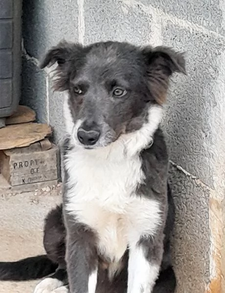 Dylan dolcissimo cucciolo in adozione | Foto 3