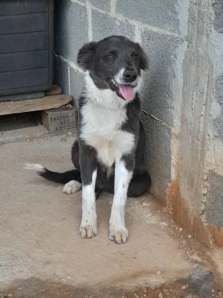 Dylan dolcissimo cucciolo in adozione | Foto 1