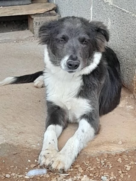 Dylan dolcissimo cucciolo in adozione