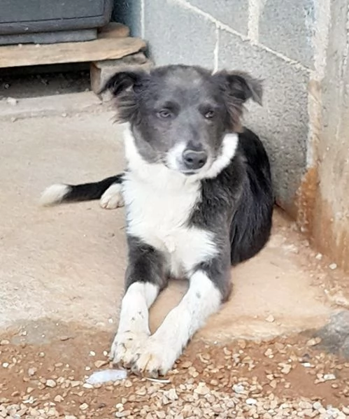 Dylan dolcissimo cucciolo in adozione | Foto 0