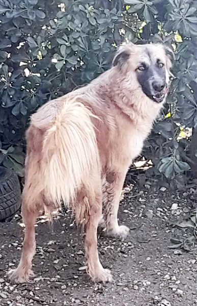 Jasmine dolcissima mix pastore belga in adozione | Foto 4