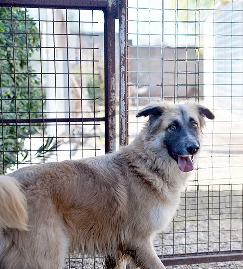 Jasmine dolcissima mix pastore belga in adozione | Foto 3