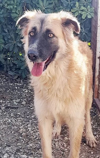 Jasmine dolcissima mix pastore belga in adozione | Foto 2