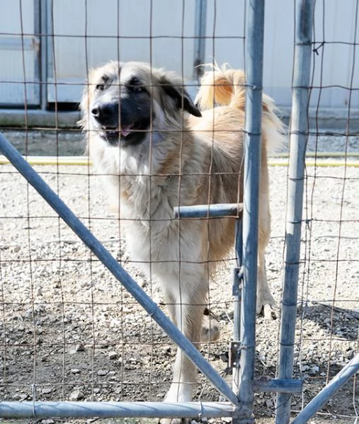 Jasmine dolcissima mix pastore belga in adozione | Foto 1