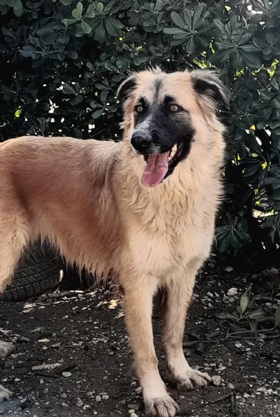 Jasmine dolcissima mix pastore belga in adozione