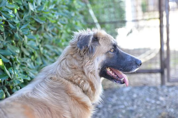 Jasmine dolcissima mix pastore belga in adozione | Foto 0