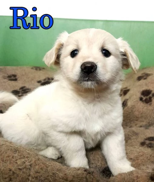 Dolcissimi cuccioli in adozione | Foto 3