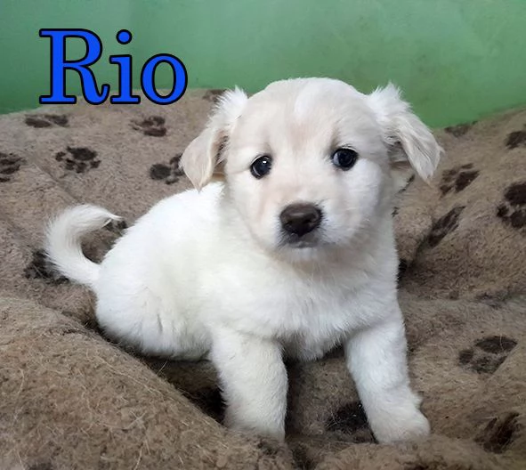 Dolcissimi cuccioli in adozione | Foto 1