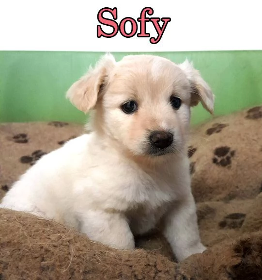 Dolcissimi cuccioli in adozione | Foto 0