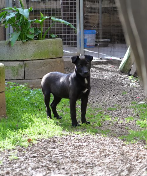 Ginevra mix amstaff in adozione | Foto 3