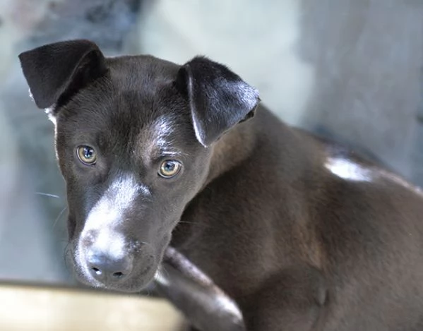 Ginevra mix amstaff in adozione | Foto 2