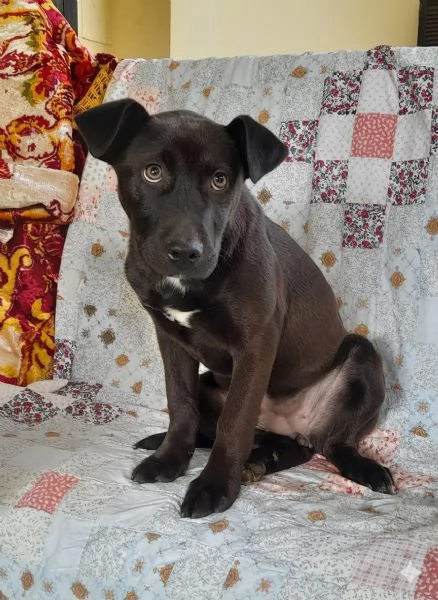 Ginevra mix amstaff in adozione | Foto 1