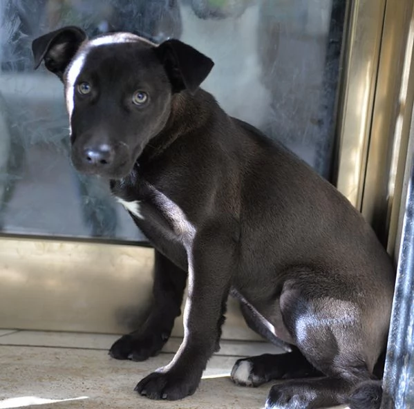 Ginevra mix amstaff in adozione | Foto 0