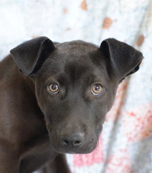 Ginevra mix amstaff in adozione