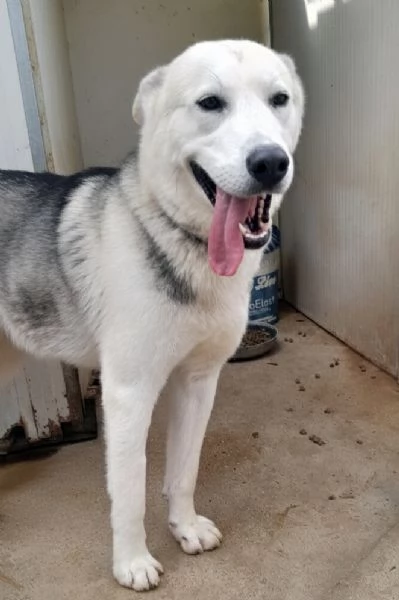 Oscar bellissimo mix husky in adozione | Foto 5