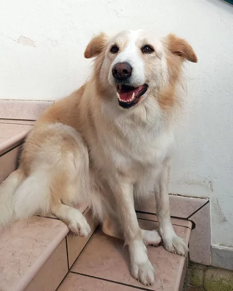 Kelly dolcissima incrocio maremmano in adozione | Foto 1