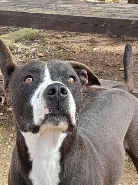 Zampa dolcissimo incrocio pitbull in adozione