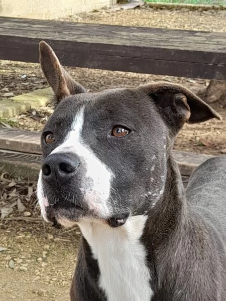 Zampa dolcissimo incrocio pitbull in adozione | Foto 3