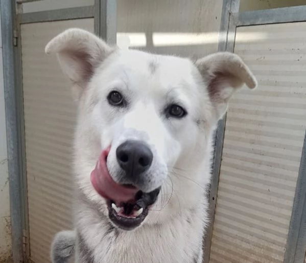 Oscar incrocio pastore tedescohusky in adozione | Foto 6