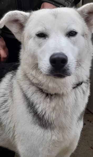 Oscar incrocio pastore tedescohusky in adozione | Foto 4