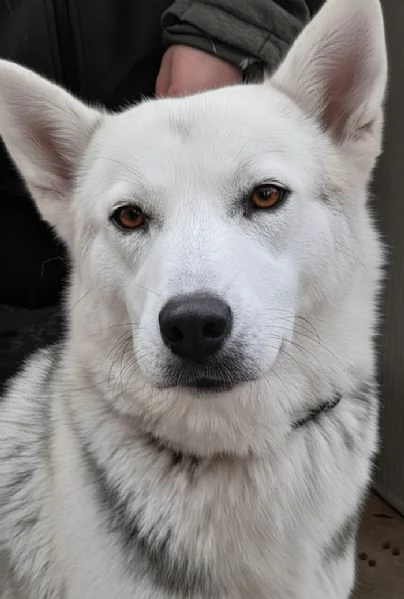 Oscar incrocio pastore tedescohusky in adozione