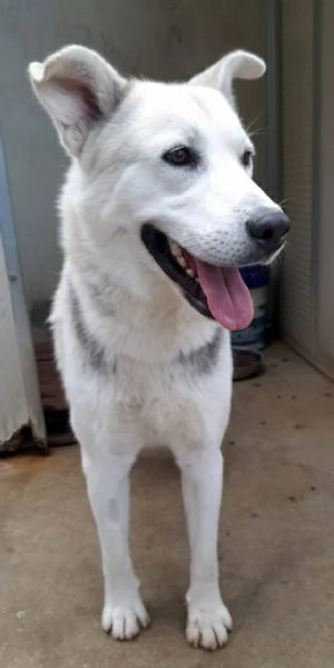 Oscar incrocio pastore tedescohusky in adozione | Foto 3