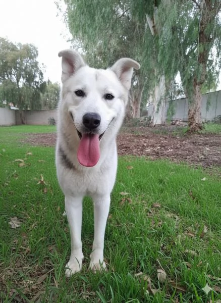 Oscar incrocio pastore tedescohusky in adozione | Foto 2