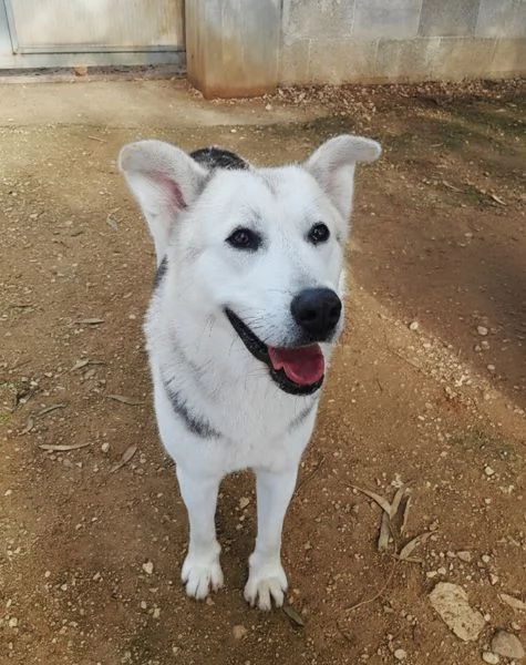 Oscar incrocio pastore tedescohusky in adozione | Foto 1