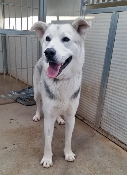 Oscar incrocio pastore tedescohusky in adozione | Foto 0