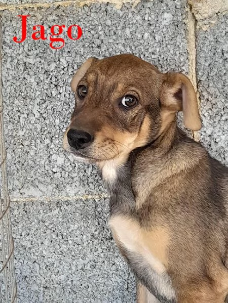 Aron e Jago cuccioli in adozione | Foto 4