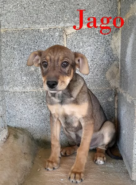 Aron e Jago cuccioli in adozione | Foto 3