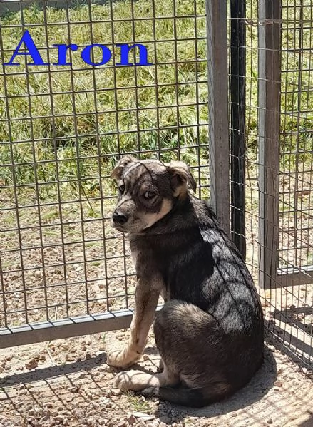 Aron e Jago cuccioli in adozione | Foto 2