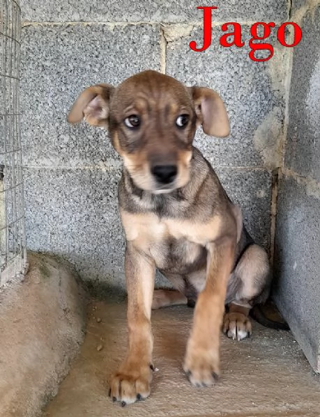 Aron e Jago cuccioli in adozione | Foto 0
