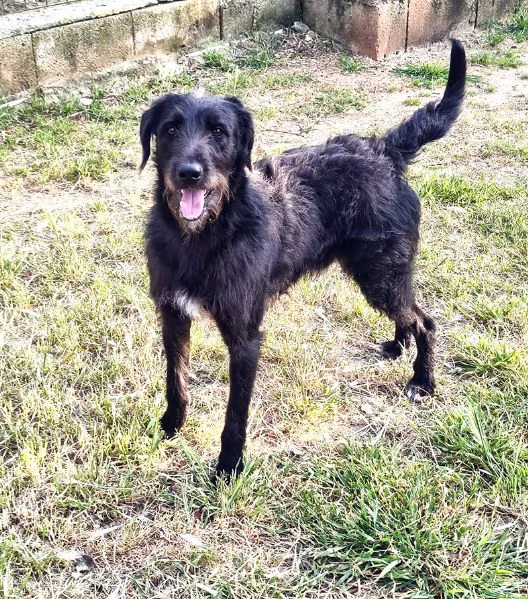 Jerry bellissimo spinone in adozione | Foto 5