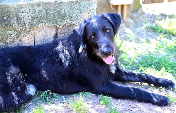 Jerry bellissimo spinone in adozione | Foto 4