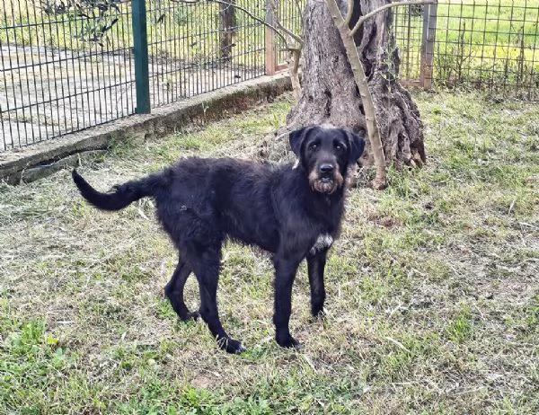 Jerry bellissimo spinone in adozione | Foto 3