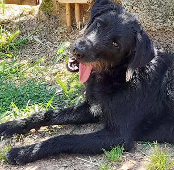 Jerry bellissimo spinone in adozione | Foto 2