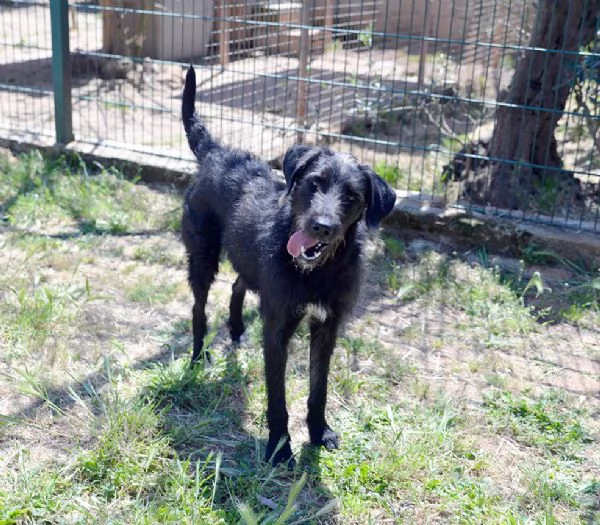 Jerry bellissimo spinone in adozione | Foto 1