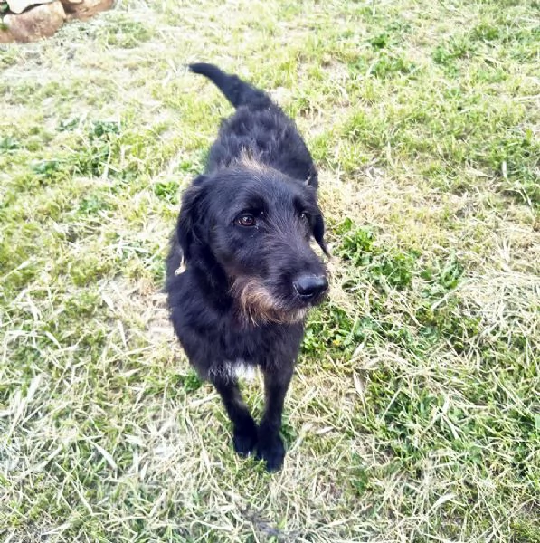 Jerry bellissimo spinone in adozione | Foto 0