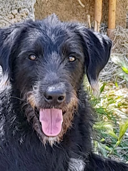 Jerry bellissimo spinone in adozione