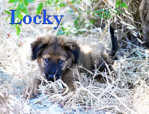 Locky ed Elvis bellissimi cuccioli in adozione | Foto 4